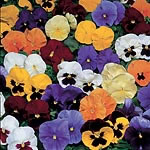 Unbranded Pansy Universal Plus Mixed F1 Seeds