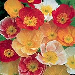 Unbranded Papaver Meadow Pastels Seeds 427550.htm