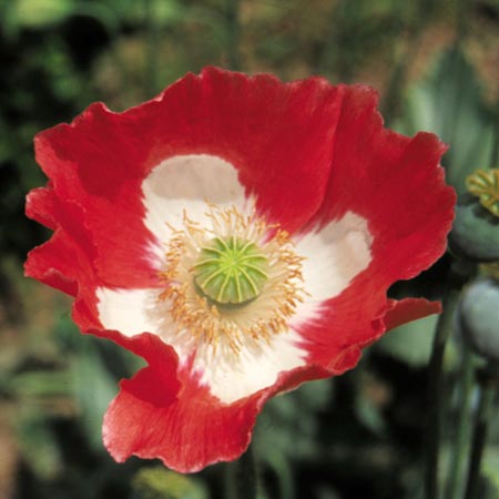 Unbranded Papaver Queens Poppy Seeds Average Seeds 900