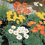 In shades of orange  gold  yellow and white  the single flowers are held on sturdy stems above attra