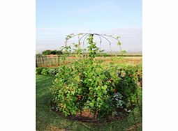 Unbranded Parasol Plant Support