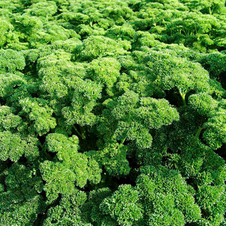 Unbranded Parsley Astra Seeds Average Seeds 480