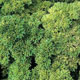 Unbranded Parsley Champion Moss Curled Seeds