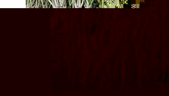 Unbranded Parsley Eagle Seeds