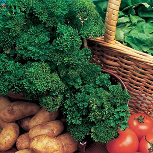 Unbranded Parsley Favorit Seeds