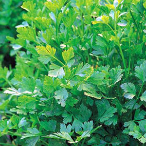 Unbranded Parsley French Plain Leaved Seeds