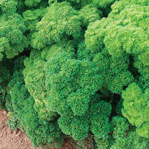 Unbranded Parsley Lisette Seeds