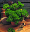 Unbranded Parsley Moss Curled Seeds