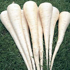 Unbranded Parsnip Excalibur F1 Hybrid Seeds