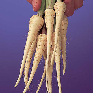 Unbranded Parsnip Lancer Seeds