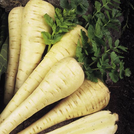 Unbranded Parsnip Tender and True Seeds Average Seeds 600