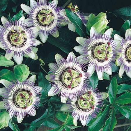 Unbranded Passiflora Caerulea Trellis Kit 1 Plant and