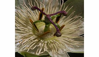 Unbranded Passiflora Plant - caerulea Constance Elliot