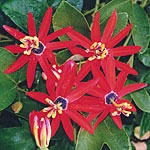 An exotic and unusual climber for a sunny  sheltered wall or fence  greenhouse or conservatory. The 