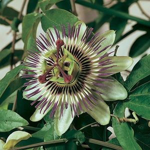 Unbranded Passion Flower Passiflora Seeds