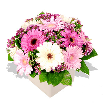 Unbranded Pastel Pink Gerberas - flowers