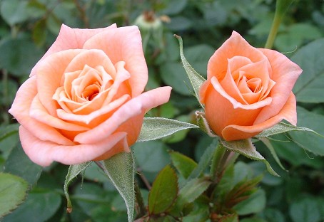 Salmon pink flowers, classic Rose flower form. Niceday is lightly scented and a garden favourite. Av