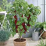 Unbranded Patio Currants