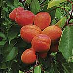 Unbranded Patio Fruit Trees