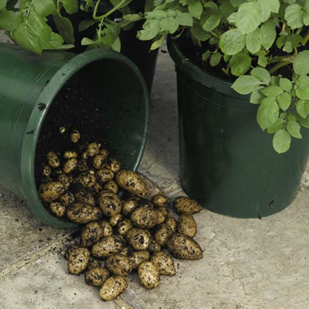 Unbranded Patio Potato Growing Kit 6 Giant Buckets   18