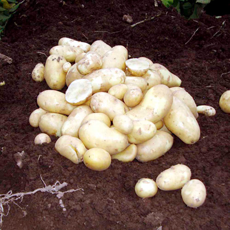 Unbranded Patio Potato Refill Pack Pack of 18 Tubers (6