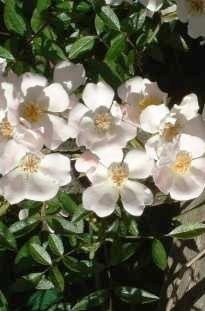 Unbranded Patio Rose Nozomi x 1 litre pot