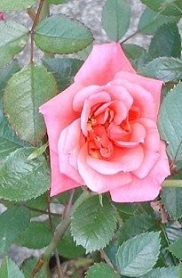 Unbranded Patio Rose The Holt x 1 litre pot