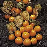 Unbranded Patio Vegetable Plant Collection 474601.htm