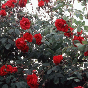 Unbranded Pauls Scarlet - Climbing Rose (pre-order now)