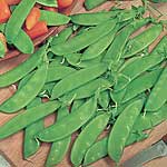 Unbranded Pea (Mangetout) Oregon Sugar Pod Plants