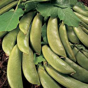 Unbranded Pea Cascadia Seeds