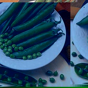 Eye-catching  long  broad and straight pods filled with 8 to 10 large  tasty peas - hence often know