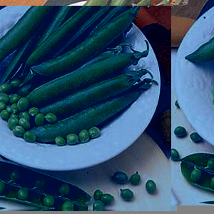 Eye-catching  long  broad and straight pods filled with 8 to 10 large  tasty peas - hence often know