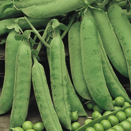 Unbranded Pea Douce Provence Seeds Average Seeds 300