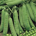 Unbranded Pea Douce Provence Seeds