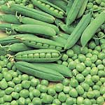Unbranded Pea Early Onward Seeds 430211.htm