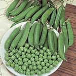 Unbranded Pea Kelvedon Wonder Seeds 430041.htm