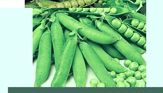 Unbranded Pea Kelvedon Wonder Seeds