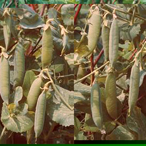 Unbranded Pea Kelvedon Wonder