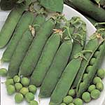 Unbranded Pea Little Marvel Seeds 430076.htm