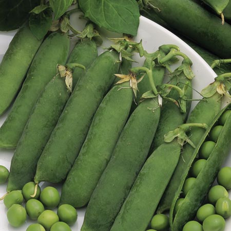 Unbranded Pea Little Marvel Seeds Average Seeds 400