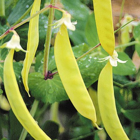 Unbranded Pea (Mangetout) Golden Sweet Seeds Average Seeds