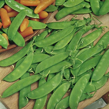 Unbranded Pea Mangetout Oregon Sugar Pod Plants Pack of 10