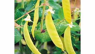 Unbranded Pea Mangetout Plants - Multicoloured Collection