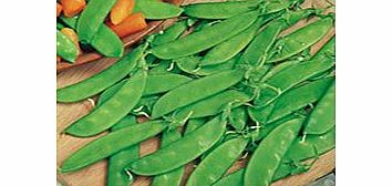 Unbranded Pea Mangetout Plants - Oregon Sugar Pod