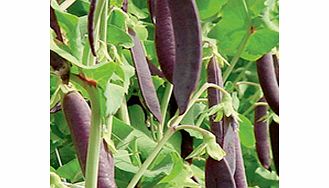 Unbranded Pea Mangetout Plants - Shiraz