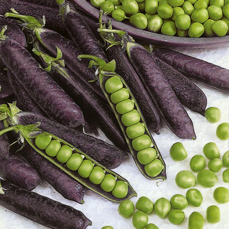 Unbranded Pea Mangetout Purple Podded Plants Pack of 15