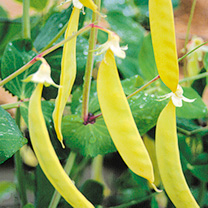 Unbranded Pea (Mangetout) Seeds - Golden Sweet