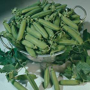 Unbranded Pea Misty Seeds