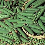 Unbranded Pea Onward Seeds 430629.htm